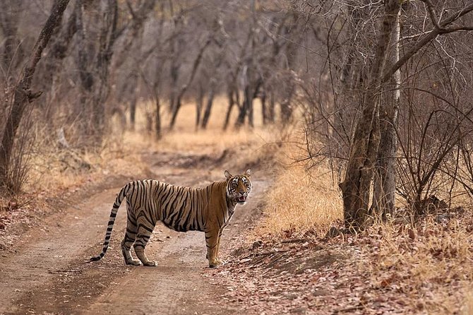 Jaipur to Ranthambore National Park Same Day Tour - Pickup Information