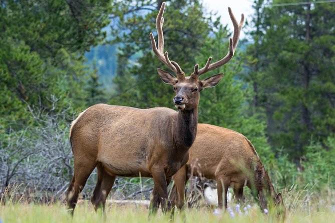 Jasper Evening Wildlife Tour - Transportation Details