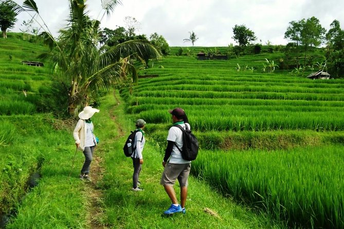 Jatiluwih Full Day E-Bike Cycling With Lunch & Trekking Program - Scenic Trekking Adventure