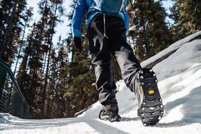 Johnston Canyon Icewalk - Wildlife Sightings and Education