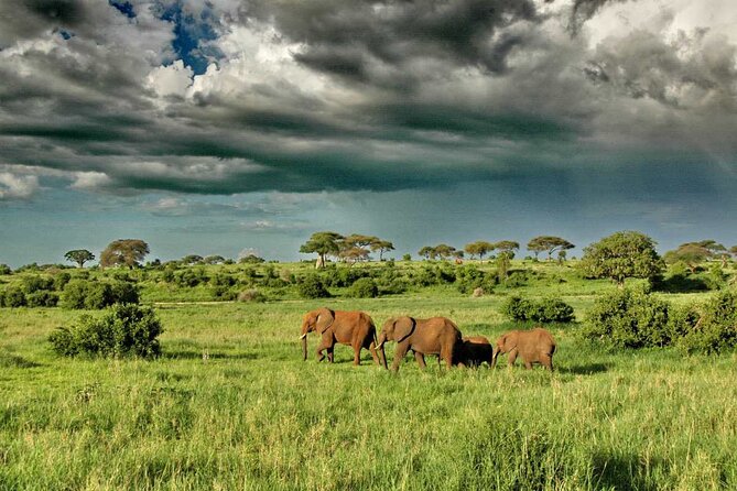 Joining Safari Three Days From Mwanza - Customer Feedback
