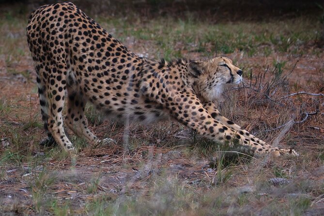 Jukani Wildlife Sanctuary Admission With Guided Tour - Guided Tour Experience