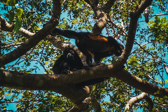 Jungle Safari in Playa Samara - Duration and Pricing