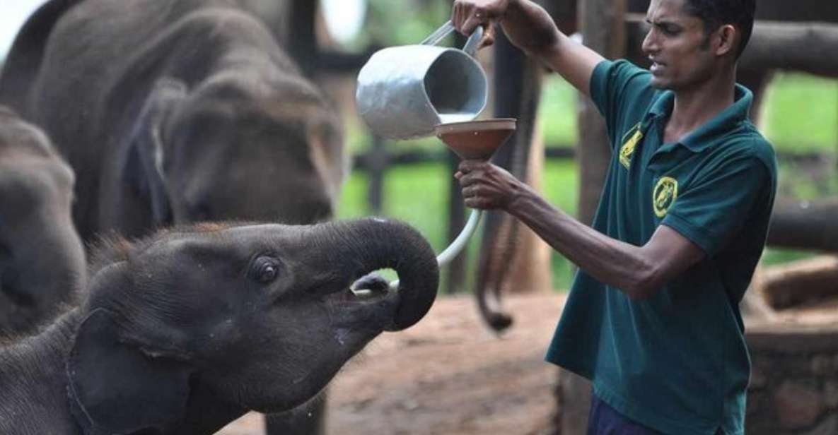 Kandy and Pinnawala: Private Day Trip! - Pinnawala Elephant Orphanage