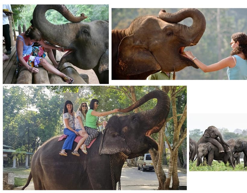 Kandy To Pinnawala Elephant Orphanage Private Tour - Pinnawala Elephant Orphanage