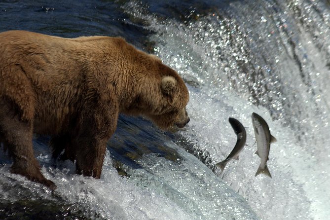 Katmai Brooks Falls Bear Experience - Photography Tips