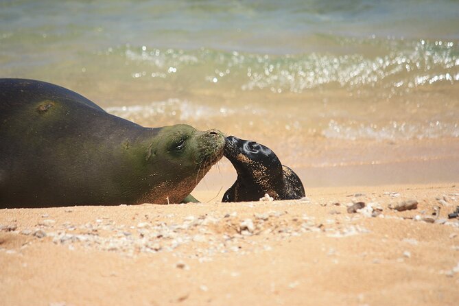 Kauai East Side and North Shore Private Guided Tour - Traveler Reviews and Ratings