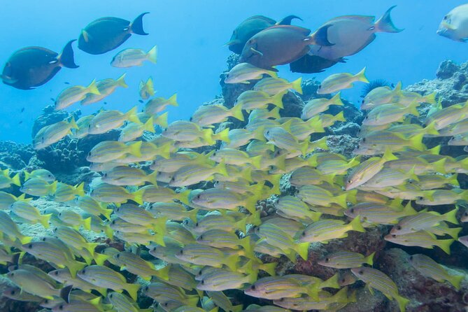 Kauais Ultimate Guided Snorkeling Adventure - Participant Requirements and Safety