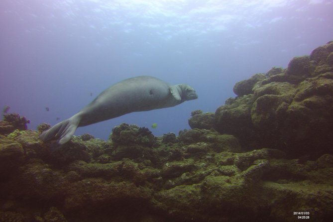 Kauais Ultimate Scooter Adventure 2 Tank Dive (Advance Certified Divers Only) - Group Size and Experience