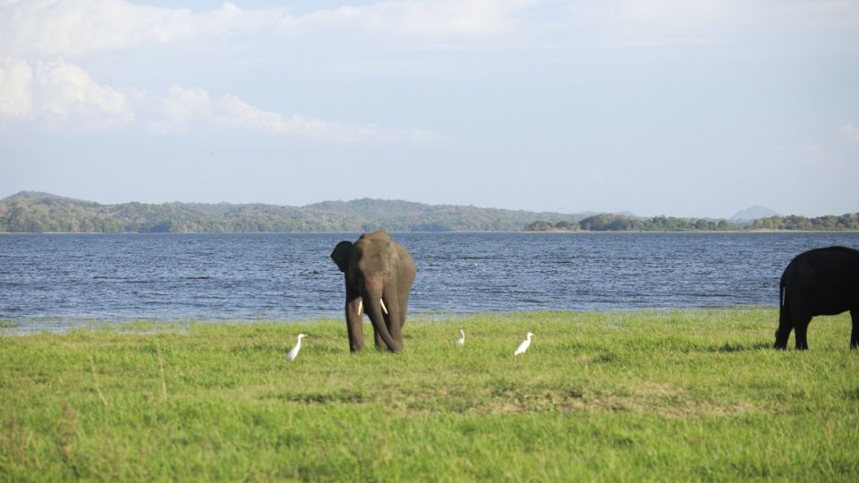 Kaudulla National Park-Elephant Gathering Safari - Kaudulla Tank and Elephant Gathering