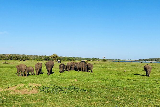 Kaudulla National Park Half Day Private Safari in Sri Lanka - Pickup Locations and Transportation