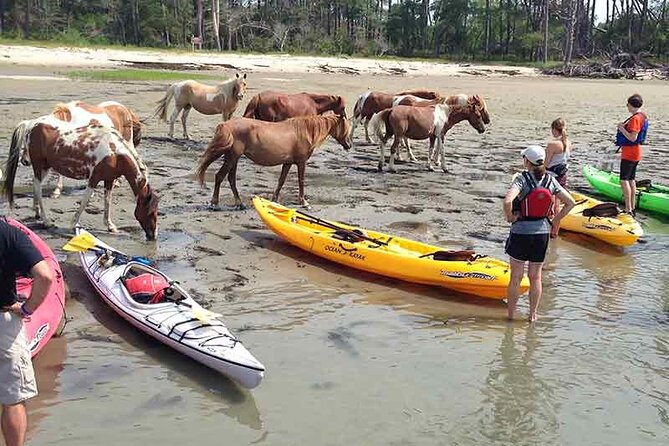 Kayak Tour Along Assateague & Chincoteague Island, Virginia - Participant Experiences and Feedback