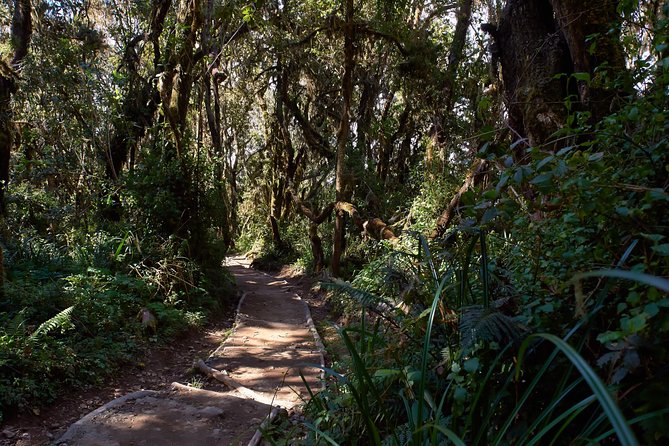 Kilimanjaro Climb, Marangu Route (6-Day) - Group Support and Safety