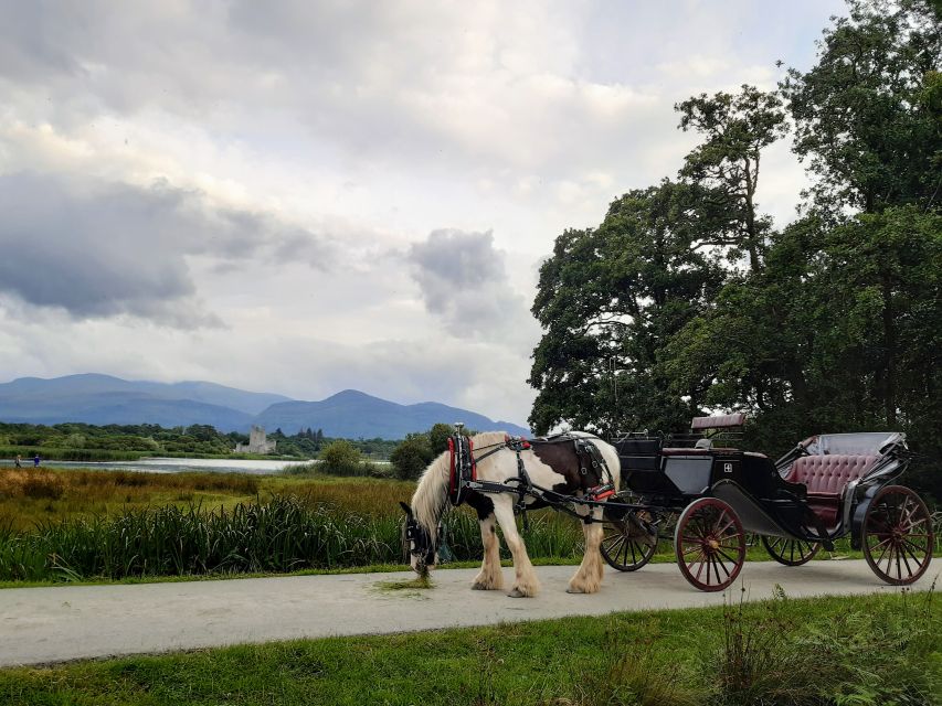 Killarney: Killarney National Park Private Tour - Experience Scenic Views