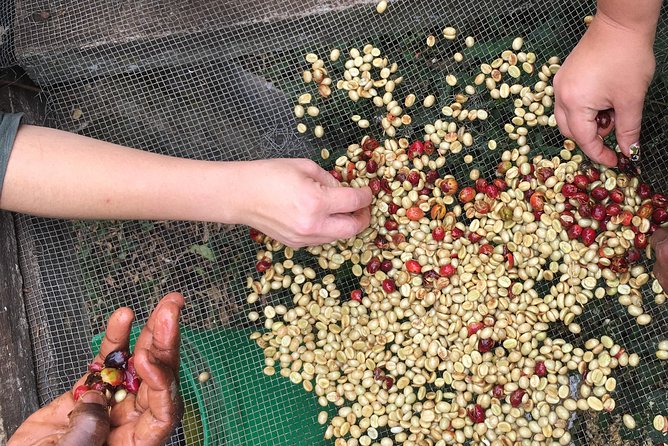 Kingstone Asilia and Coffee Tour - Cultural Immersion Activities