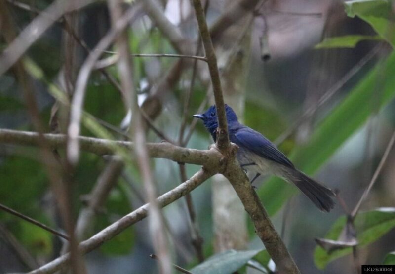 Kitulgala: Private Guided Bird Watching and Trekking Tour - Tour Logistics
