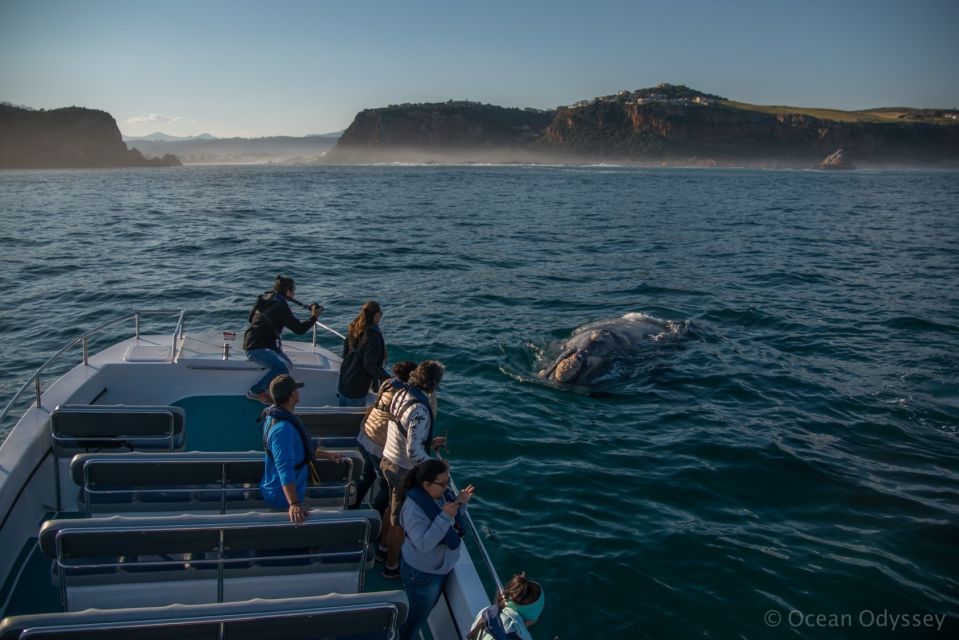 Knysna: Close Encounter Whale Watching Tour by Boat - Safety and Preparation