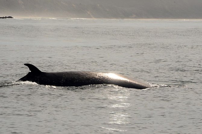 Knysna Marine Life & Garden Route Coastline Experience - Meeting and Pickup Information