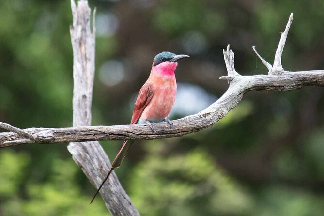 Kruger National Park - 1 Day (Open Vehicle) - Additional Information
