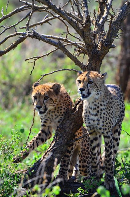 Kruger National Park 3 Days - Wildlife Viewing Highlights