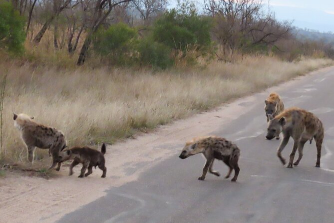 Kruger National Park - Private Sunrise Half Day Safari Trip. - Schedule and Availability