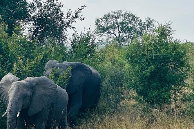 Kruger National Park, Safari Game Drive. - Wildlife Spotting Opportunities