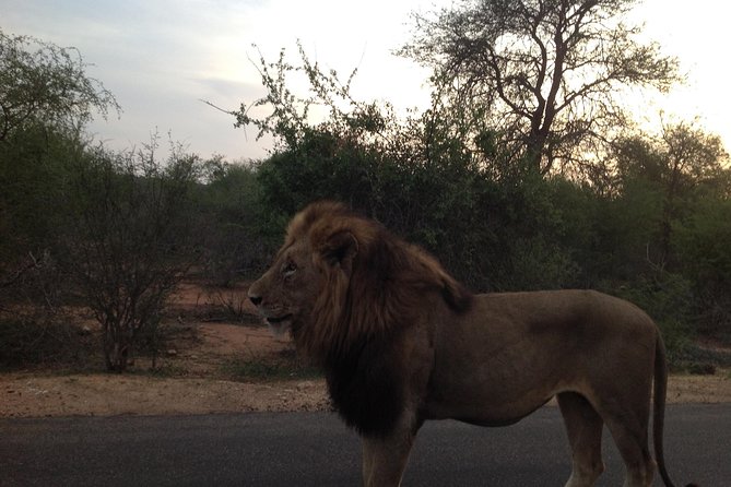 Kruger Park Safari: Guided Day Tour From Nelspruit - Pricing Details