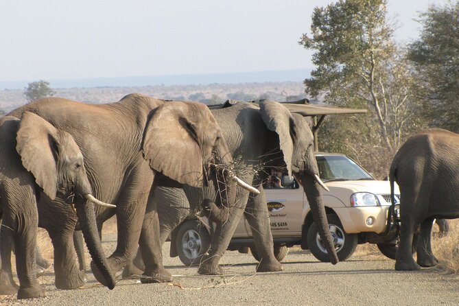 Kruger Park Safari Private Full-Day Tour From Marloth Park - Traveler Feedback
