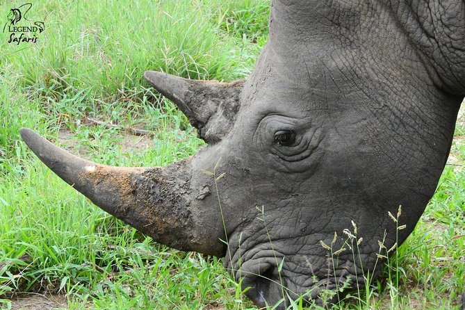 Kruger Safari Tour - Morning Half Day - Guide Expertise and Experience