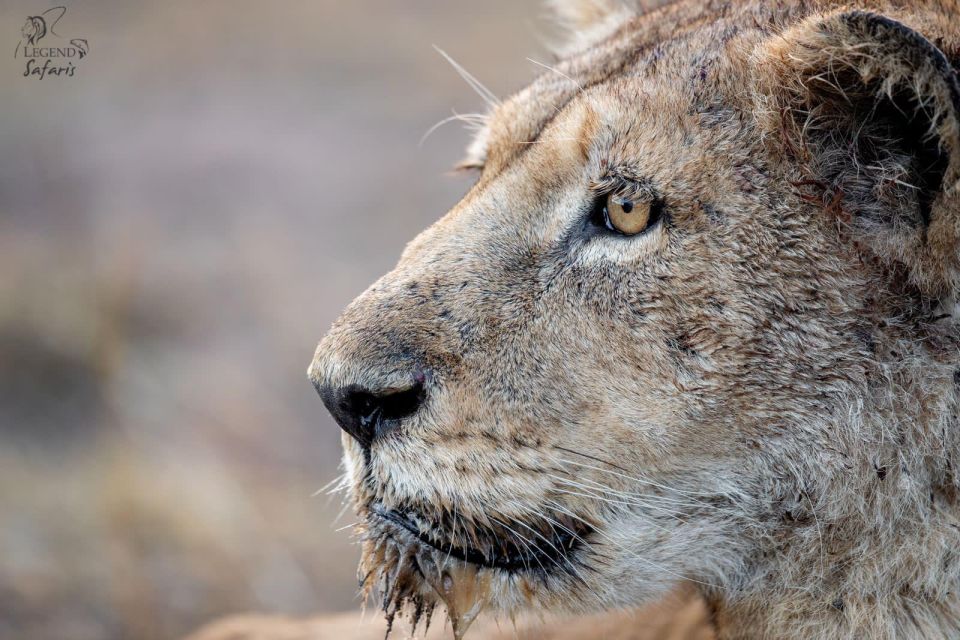 Kruger Safari Tour: Morning Half Day - Highlights of the Experience