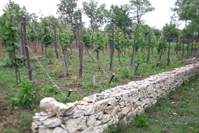 Kutaisi, Prometheus Cave and Wine Tour - Reviews