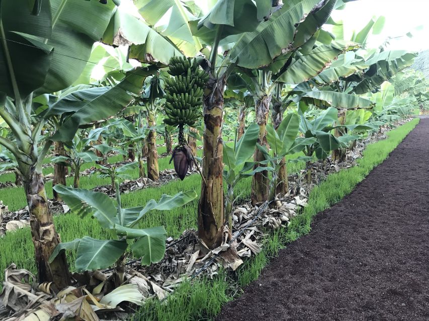 La Orotava: Eco-Banana Plantation Tour With Banana Liquor - Sustainable Agriculture Practices