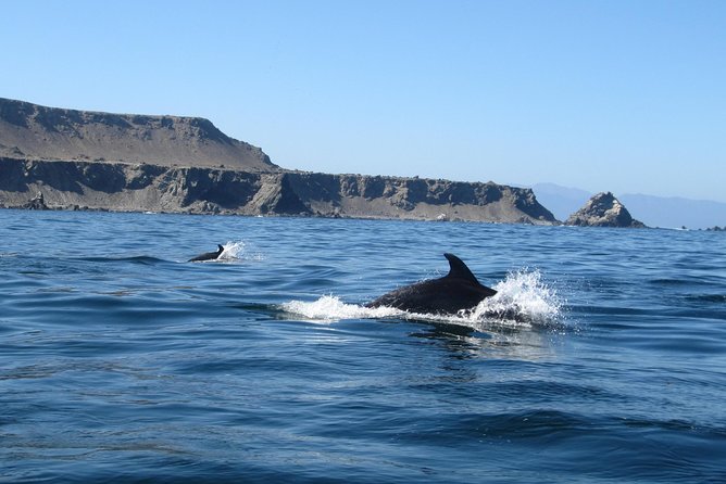 La Serena: Full Day to Damas Island & Humboldt Penguin National Reserve - Punta Choros