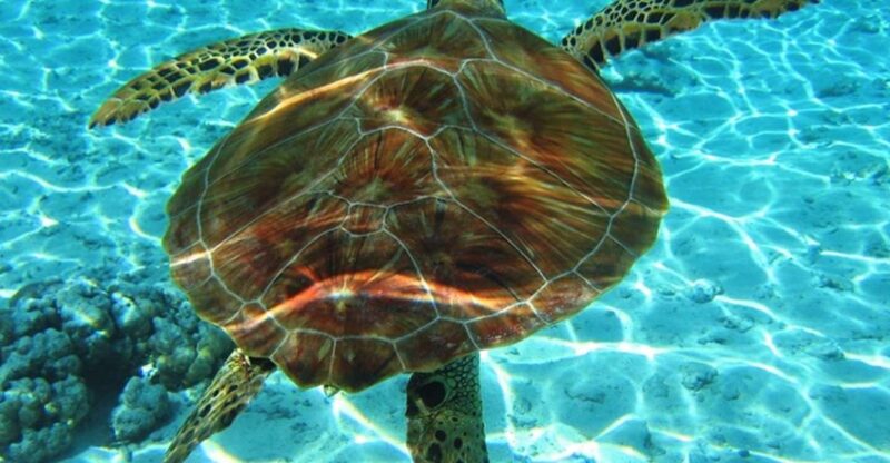 Laganas Zakynthos: Marathonissi, Keri Caves and Turtles Spot - Itinerary Details