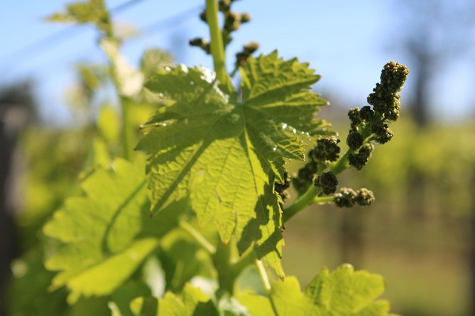 Lagos, Portimão & Alvor: Wine Tasting & Music Experience - Pairing With Gourmet Tapas