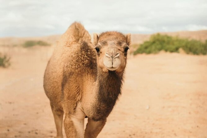 Las Vegas Safari Tram Ride and Zoo Tour at Camel Safari - Positive Guest Feedback