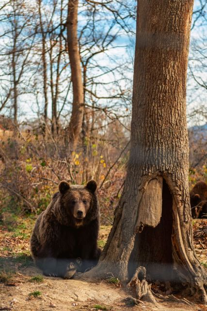 Legends&Wildlife Awaits: Draculas Castle & Bear Sanctuary - Bran Castle Experience