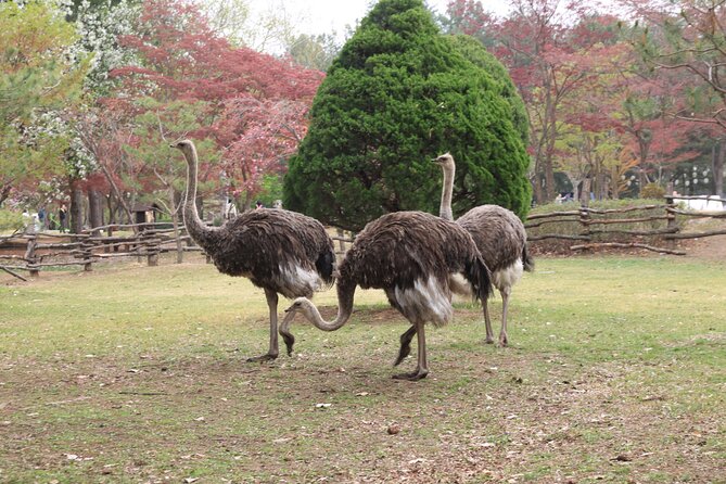 LEGOLAND With Gangchon Railbike One-Day Tour From Seoul - Accessibility Information