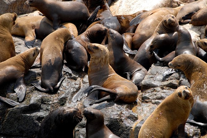 Lima: Palomino Islands, Swim With Sea Lions in the Pacific Ocean - Cost and Cancellation Policy