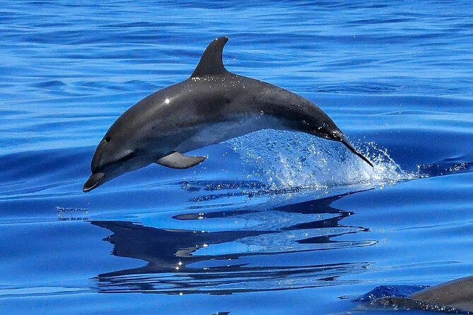 Lisbon Cruise With Dolphin Watching - Experience Highlights and Inclusions