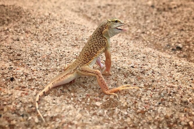 Living Desert Eco Dune Tour - Desert Ecology and History