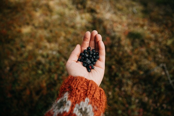 Living off the Land, Foraging Tour in Rovaniemi - Schedule
