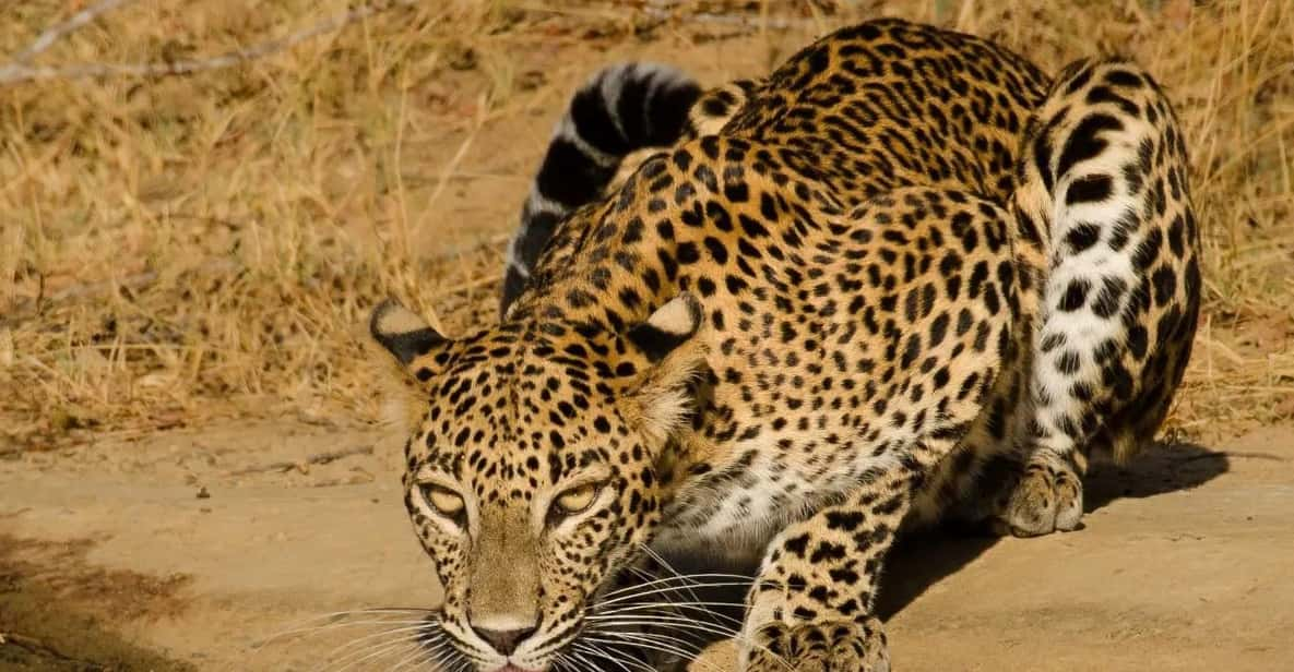 Lunugamvehera National Park (Yala Block V / VI ) Wild Safari - Pickup and Transportation