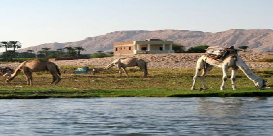 Luxor: Scenic Camel or Horse Ride - What to Expect