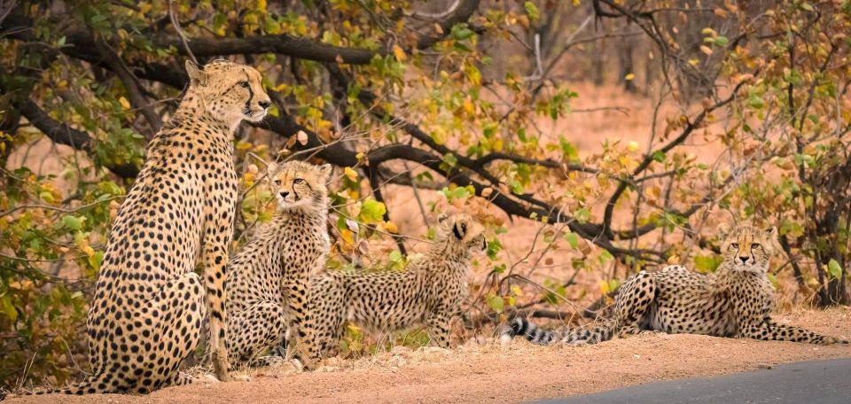 Luxury Kruger National Park: Safari & Panorama Route - Accommodation and Amenities