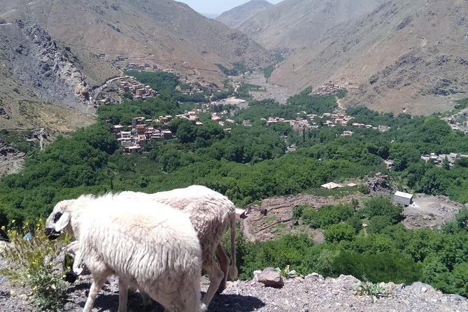Luxury Private Day Trip - Atlas Mountains, Agafay Desert & Camels - Delicious Moroccan Cuisine