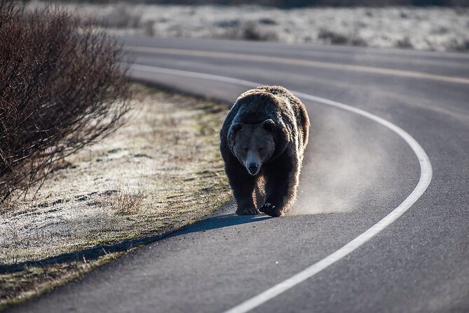Luxury Private Grand Teton National Park Full-Day Tour - Inclusions and Amenities