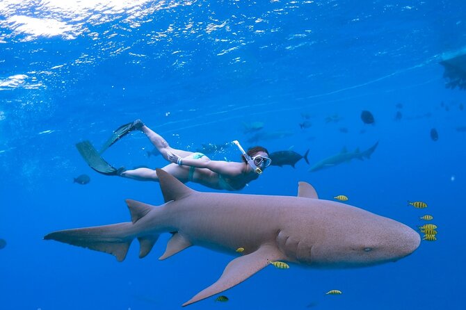 Maafushi: Ship Wreck & Nurse Shark Snorkeling With Dolphin Watching - Tour Logistics