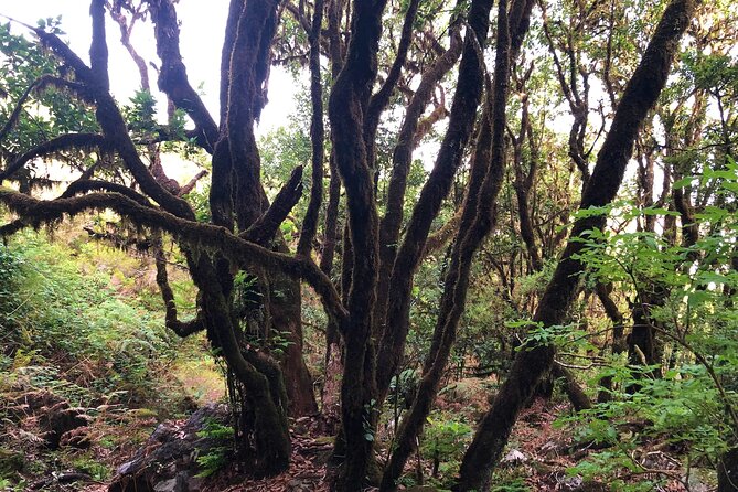 Madeira: Private Guided Walk Vereda Fanal PR13 - Booking Information