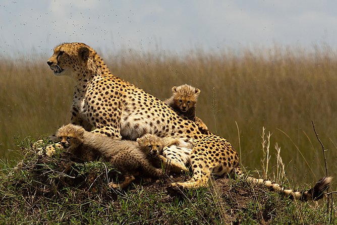 Magical Mara - Luxurious Safari Accommodations